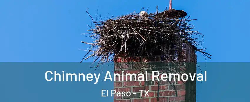  Chimney Animal Removal El Paso - TX