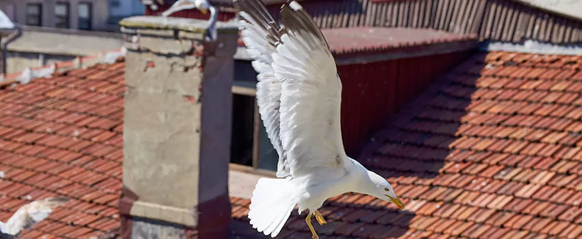 Residential Chimney Animal Removal Solution in El Paso, TX